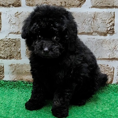 大阪府のトイプードル(トイ) (アミーゴ高槻店/2025年11月5日生まれ/女の子/ブラック)の子犬の2枚目の画像