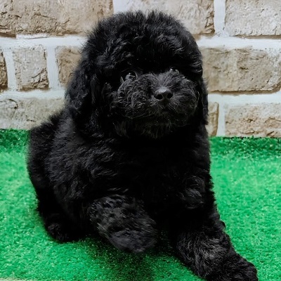 大阪府のトイプードル(トイ) (アミーゴ高槻店/2025年11月5日生まれ/女の子/ブラック)の子犬の3枚目の画像