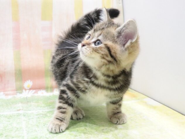 大阪府のアメリカンショートヘアー (アミーゴ鳳店/2025年11月24日生まれ/男の子/ブラウンタビー)の子猫の2枚目の画像