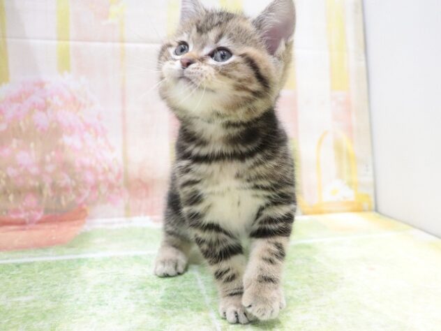 大阪府のアメリカンショートヘアー (アミーゴ鳳店/2025年11月24日生まれ/男の子/ブラウンタビー)の子猫の3枚目の画像