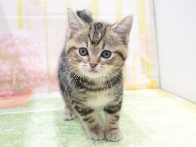 大阪府のアメリカンショートヘアー (アミーゴ鳳店/2025年11月24日生まれ/男の子/ブラウンタビー)の子猫の4枚目の画像