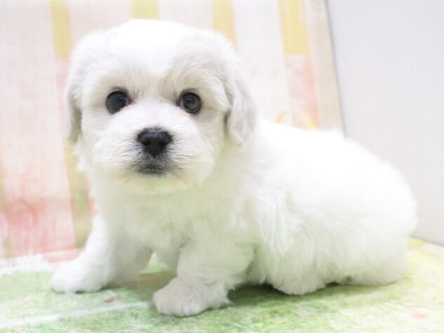 大阪府のハーフ犬・ミックス犬 (アミーゴ鳳店/2025年11月23日生まれ/女の子/ホワイトクリーム)の子犬の2枚目の画像