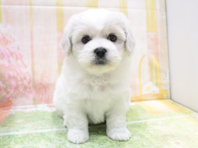 大阪府のハーフ犬・ミックス犬 (アミーゴ鳳店/2025年11月23日生まれ/女の子/ホワイトクリーム)の子犬の3枚目の画像