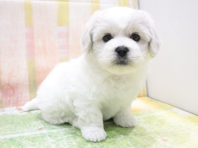 大阪府のハーフ犬・ミックス犬 (アミーゴ鳳店/2025年11月23日生まれ/女の子/ホワイトクリーム)の子犬の4枚目の画像