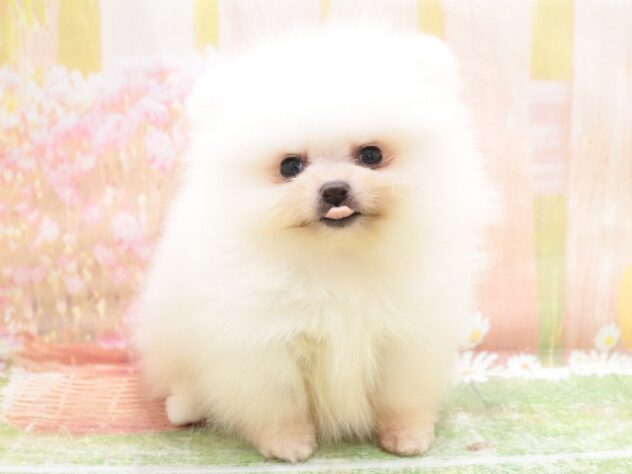 大阪府のポメラニアン (アミーゴ鳳店/2025年11月20日生まれ/女の子/ホワイト)の子犬の2枚目の画像