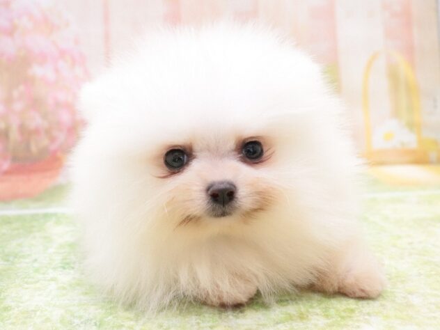 大阪府のポメラニアン (アミーゴ鳳店/2025年11月20日生まれ/女の子/ホワイト)の子犬の3枚目の画像