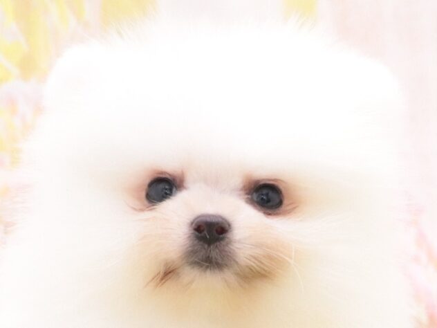 大阪府のポメラニアン (アミーゴ鳳店/2025年11月20日生まれ/女の子/ホワイト)の子犬の4枚目の画像