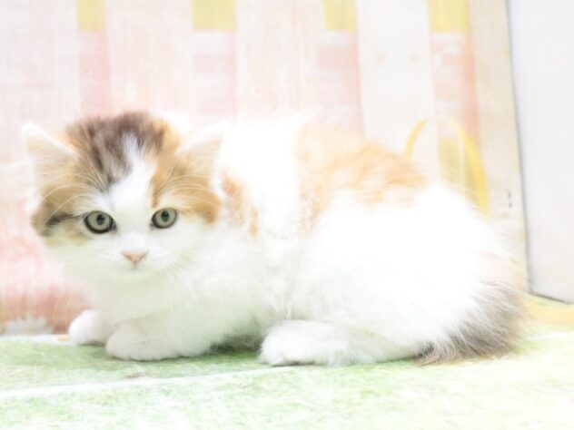 大阪府のラガマフィン (アミーゴ鳳店/2025年11月23日生まれ/女の子/ブラウンパッチドタビーホワイト)の子猫の2枚目の画像