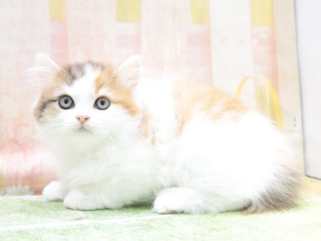 大阪府のラガマフィン (アミーゴ鳳店/2025年11月23日生まれ/女の子/ブラウンパッチドタビーホワイト)の子猫の3枚目の画像