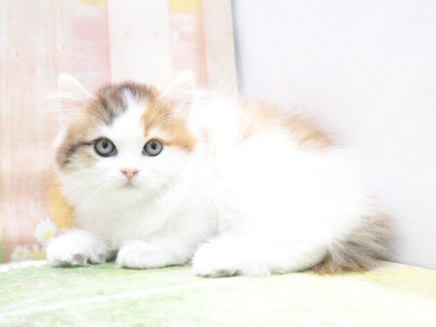 大阪府のラガマフィン (アミーゴ鳳店/2025年11月23日生まれ/女の子/ブラウンパッチドタビーホワイト)の子猫の4枚目の画像