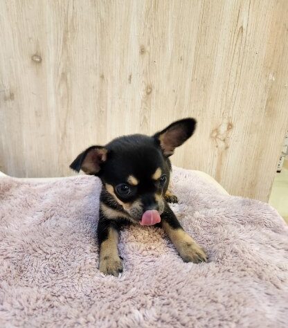 埼玉県のチワワ(ロング) (アミーゴ吹上店/2025年10月23日生まれ/女の子/ブラックタンホワイト)の子犬の2枚目の画像