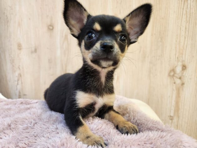 埼玉県のチワワ(ロング) (アミーゴ吹上店/2025年10月23日生まれ/女の子/ブラックタンホワイト)の子犬