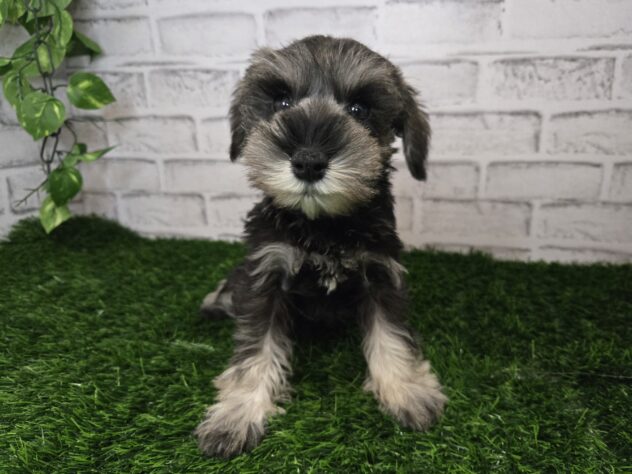 岡山県のミニチュアシュナウザー (アミーゴ妹尾店/2025年11月9日生まれ/女の子/ソルトペッパー)の子犬の3枚目の画像