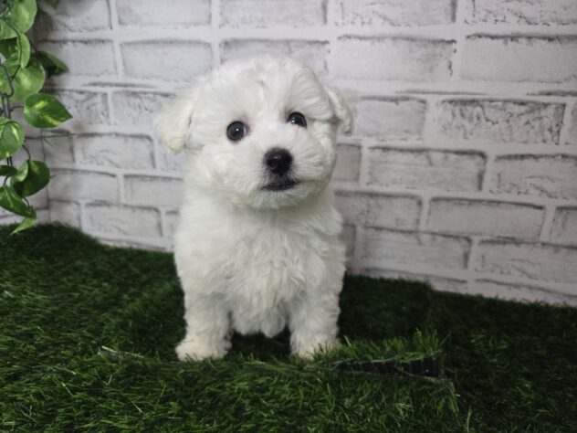 岡山県のビションフリーゼ (アミーゴ妹尾店/2025年11月6日生まれ/男の子/ホワイト)の子犬の2枚目の画像