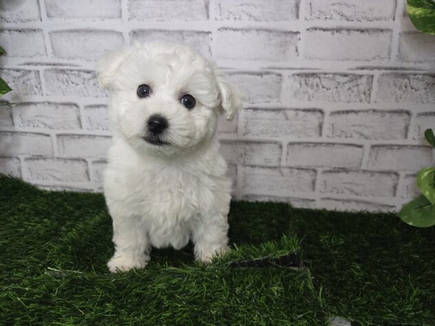 岡山県のビションフリーゼ (アミーゴ妹尾店/2025年11月6日生まれ/男の子/ホワイト)の子犬の3枚目の画像