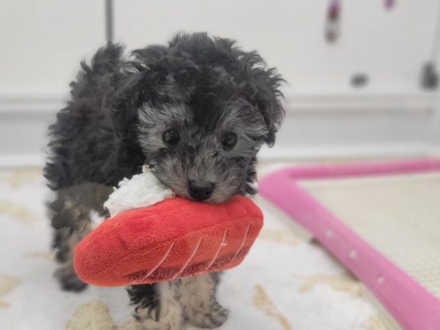 福島県のトイプードル(トイ) (アミーゴ須賀川店/2026年10月25日生まれ/女の子/ブラックホワイト)の子犬の2枚目の画像