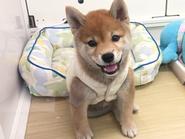 兵庫県の柴犬(標準サイズ) (ペット・プラザ アミーゴ明石魚住店/2025年10月25日生まれ/女の子/赤)の子犬の1枚目の画像