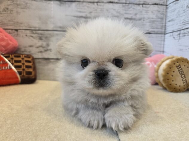 広島県のペキニーズ (アミーゴ五日市店/2025年11月12日生まれ/男の子/ホワイト)の子犬の1枚目の画像