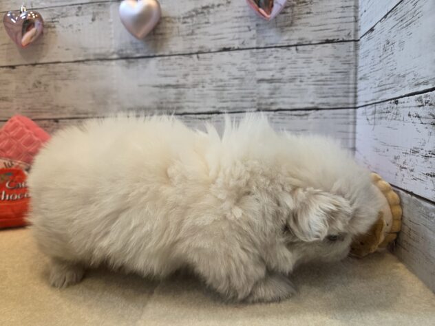 広島県のペキニーズ (アミーゴ五日市店/2025年11月12日生まれ/男の子/ホワイト)の子犬の3枚目の画像