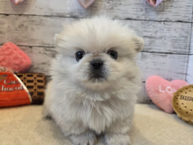 広島県のペキニーズ (アミーゴ五日市店/2025年11月12日生まれ/男の子/ホワイト)の子犬の2枚目の画像