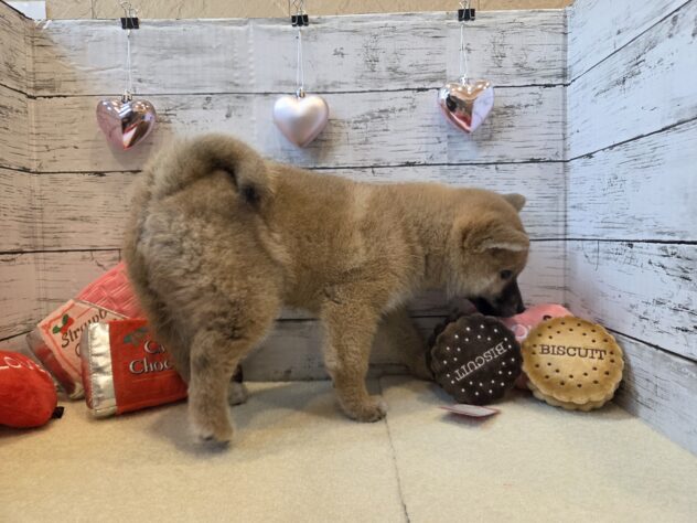 広島県の柴犬(標準サイズ) (アミーゴ五日市店/2025年10月30日生まれ/男の子/赤)の子犬の3枚目の画像