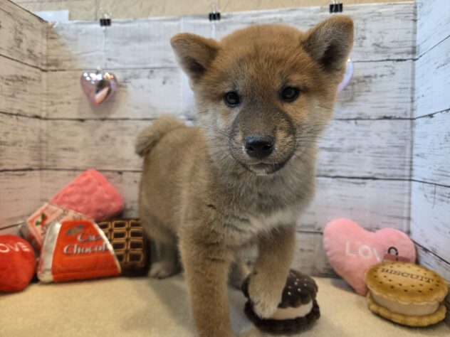 広島県の柴犬(標準サイズ) (アミーゴ五日市店/2025年10月30日生まれ/男の子/赤)の子犬の2枚目の画像