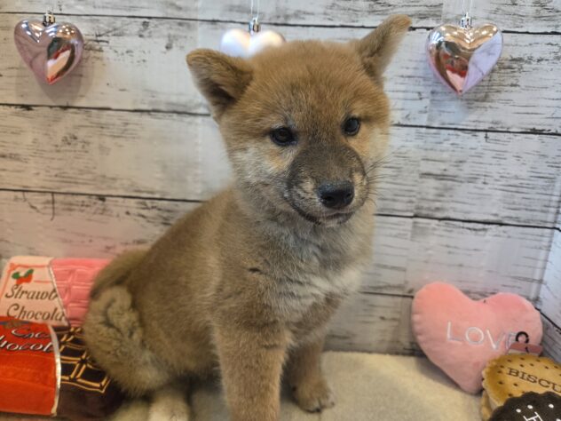 広島県の柴犬(標準サイズ) (アミーゴ五日市店/2025年10月30日生まれ/男の子/赤)の子犬の1枚目の画像