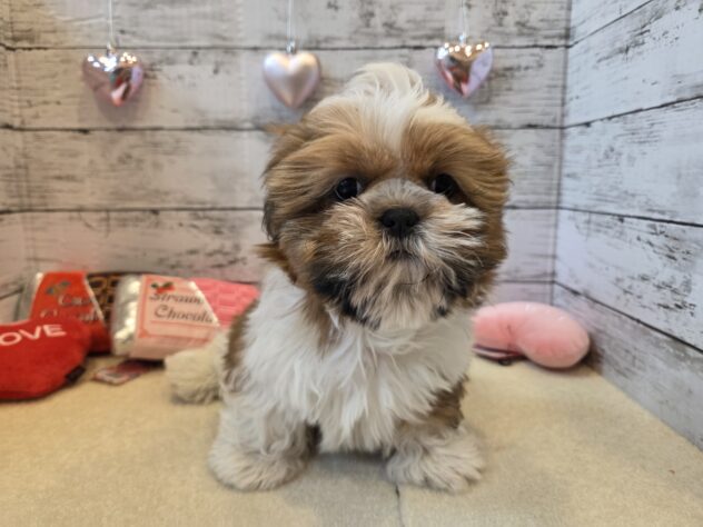 広島県のシーズー (アミーゴ五日市店/2025年10月30日生まれ/男の子/ゴールドホワイト)の子犬