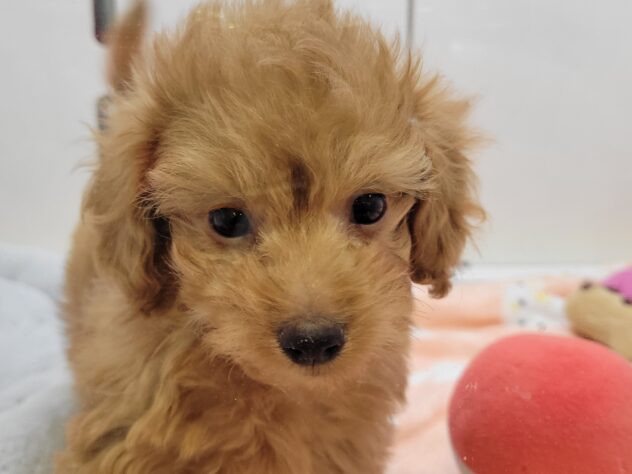 福島県のハーフ犬・ミックス犬 (アミーゴ須賀川店/2025年11月2日生まれ/男の子/レッド)の子犬の1枚目の画像