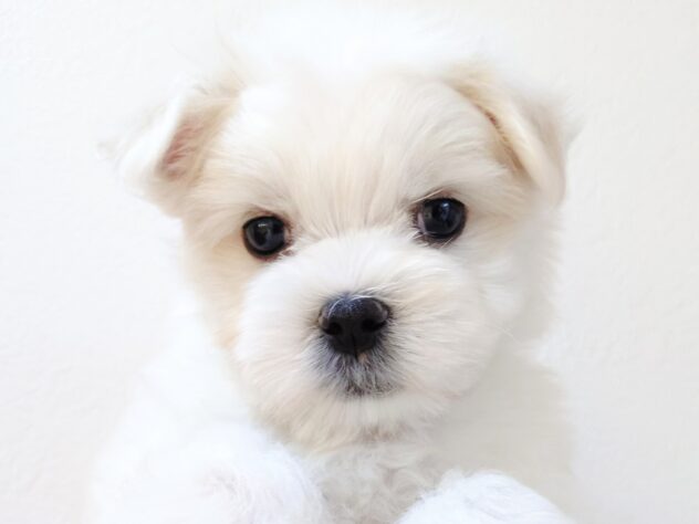 山形県のマルチーズ (アミーゴ米沢店/2025年11月17日生まれ/男の子/ホワイト)の子犬