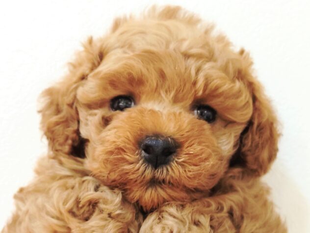 山形県のトイプードル(トイ) (アミーゴ米沢店/2025年11月18日生まれ/女の子/レッド)の子犬