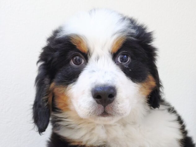 山形県のバーニーズマウンテンドッグ (アミーゴ米沢店/2025年10月27日生まれ/女の子/ブラックラストホワイト)の子犬