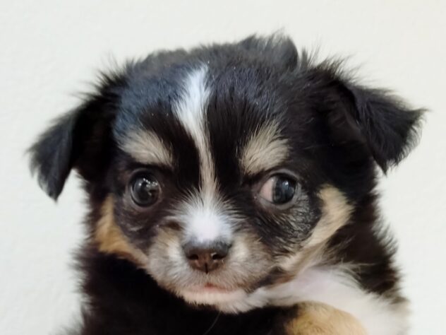 山形県のチワワ(ロング) (アミーゴ米沢店/2025年11月18日生まれ/男の子/ブラックタン)の子犬