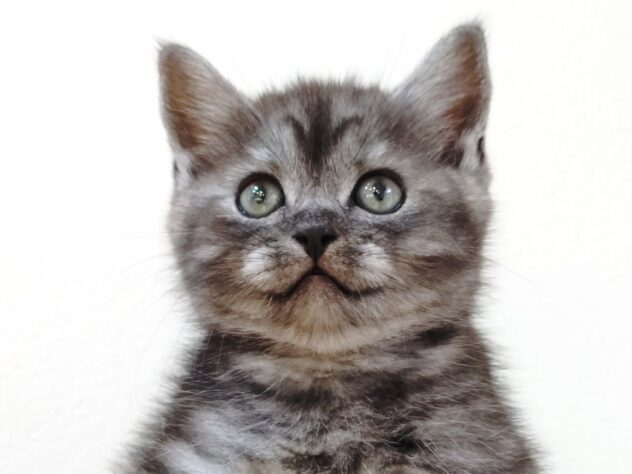 山形県のマンチカン (アミーゴ米沢店/2025年11月18日生まれ/男の子/シルバータビー)の子猫