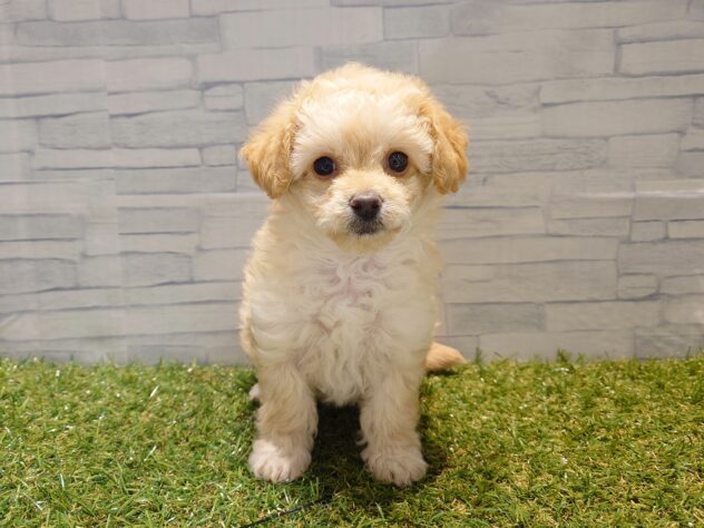 新潟県のハーフ犬・ミックス犬 (アミーゴ新発田店/2025年11月11日生まれ/女の子/クリーム)の子犬の1枚目の画像