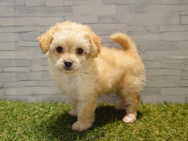 新潟県のハーフ犬・ミックス犬 (アミーゴ新発田店/2025年11月11日生まれ/女の子/クリーム)の子犬の2枚目の画像