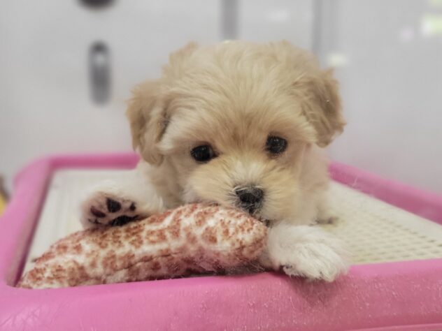 福島県のハーフ犬・ミックス犬 (アミーゴ須賀川店/2025年11月10日生まれ/女の子/アプリコット)の子犬の1枚目の画像