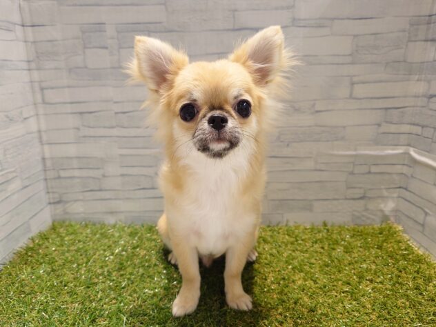 新潟県のチワワ(ロング) (アミーゴ新発田店/2025年8月25日生まれ/男の子/レッドホワイト)の子犬の1枚目の画像