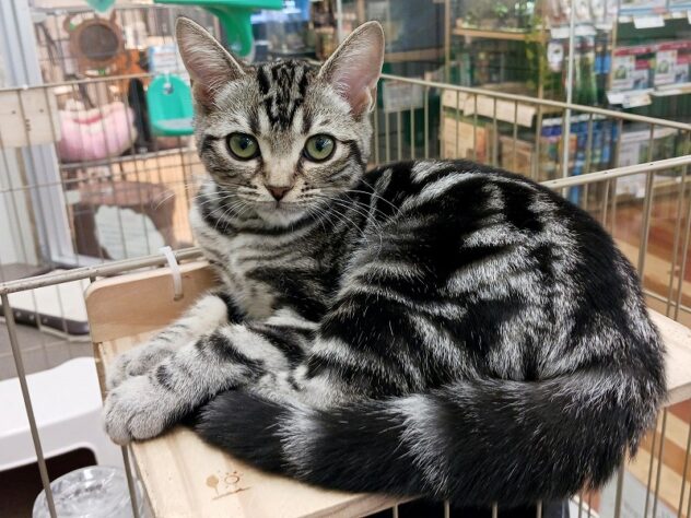兵庫県のアメリカンショートヘアー (ペット・プラザ アミーゴ明石魚住店/2025年10月1日生まれ/女の子/シルバークラシックタビー)の子猫の1枚目の画像