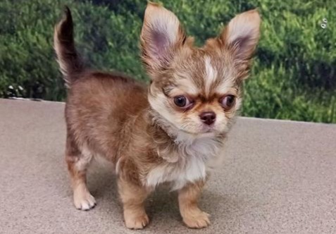 兵庫県のチワワ(ロング) (ペット・プラザ アミーゴ明石魚住店/2025年10月22日生まれ/男の子/チョコレートフォーン)の子犬の1枚目の画像