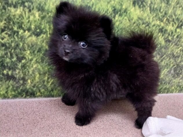 兵庫県のポメラニアン (ペット・プラザ アミーゴ明石魚住店/2025年10月31日生まれ/男の子/ブラック)の子犬の1枚目の画像