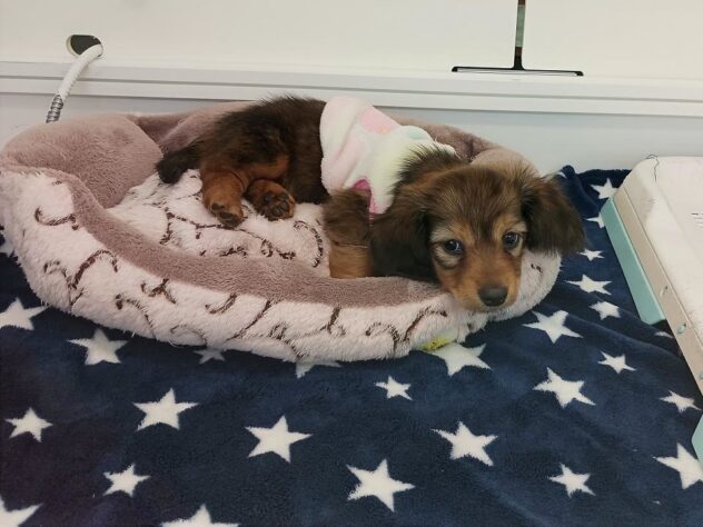 兵庫県のミニチュアダックスフンド(ロング) (ペット・プラザ アミーゴ明石魚住店/2025年11月16日生まれ/女の子/レッド)の子犬の4枚目の画像