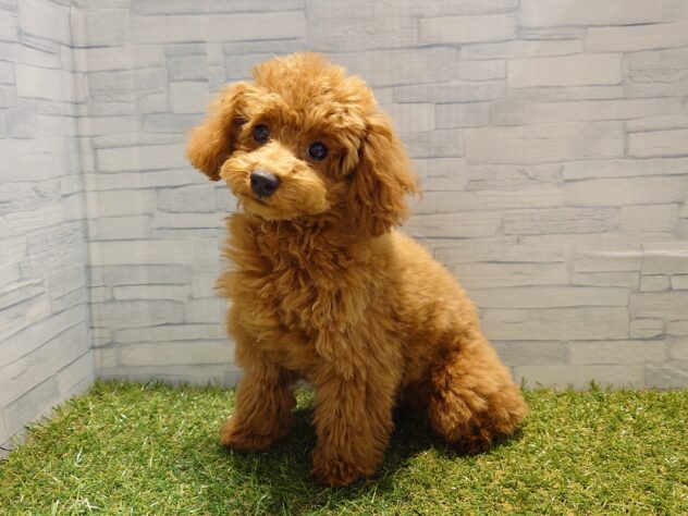 新潟県のトイプードル(トイ) (アミーゴ新発田店/2025年8月18日生まれ/女の子/レッド)の子犬の2枚目の画像