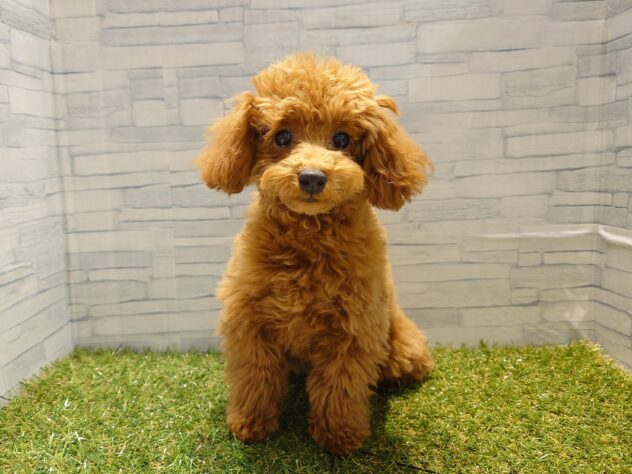 新潟県のトイプードル(トイ) (アミーゴ新発田店/2025年8月18日生まれ/女の子/レッド)の子犬の1枚目の画像