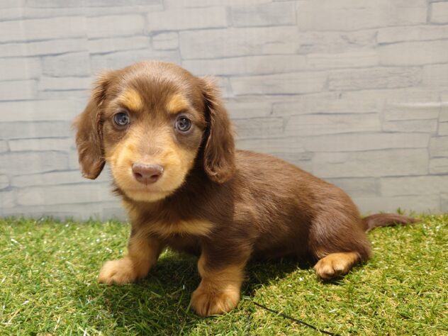 新潟県のミニチュアダックスフンド(ロング) (アミーゴ新発田店/2025年11月20日生まれ/男の子/チョコレートタン)の子犬の2枚目の画像