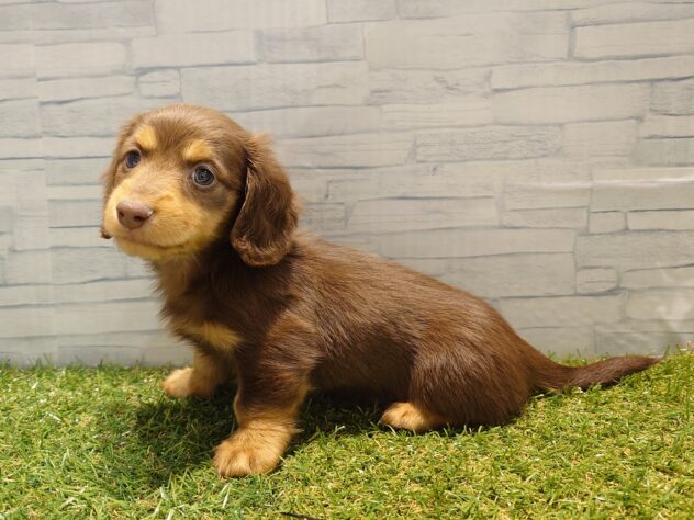 新潟県のミニチュアダックスフンド(ロング) (アミーゴ新発田店/2025年11月20日生まれ/男の子/チョコレートタン)の子犬の3枚目の画像