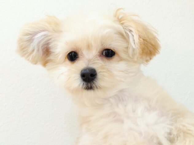 山形県のハーフ犬・ミックス犬 (アミーゴ米沢店/2025年9月16日生まれ/女の子/アプリコット)の子犬