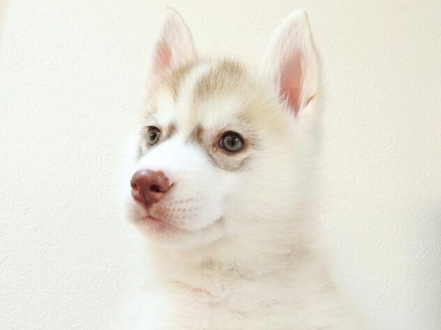 山形県のシベリアンハスキー (アミーゴ米沢店/2025年11月10日生まれ/男の子/レッドホワイト)の子犬