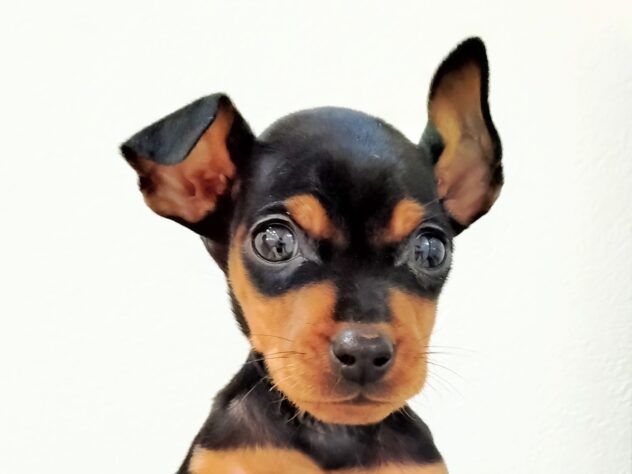 山形県のミニチュアピンシャー (アミーゴ米沢店/2025年11月15日生まれ/男の子/ブラックタン)の子犬の1枚目の画像