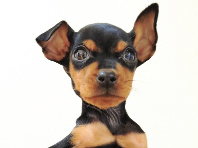 山形県のミニチュアピンシャー (アミーゴ米沢店/2025年11月15日生まれ/男の子/ブラックタン)の子犬の2枚目の画像